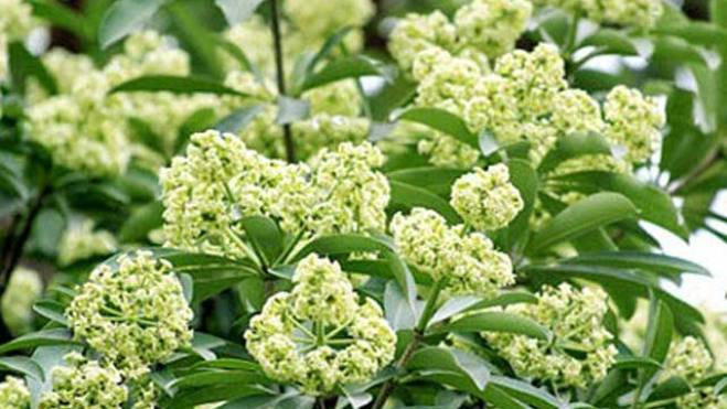 Đừng[-]trách[-]hoa[-]sữa[-]quá[-]"nồng[-]nàn"